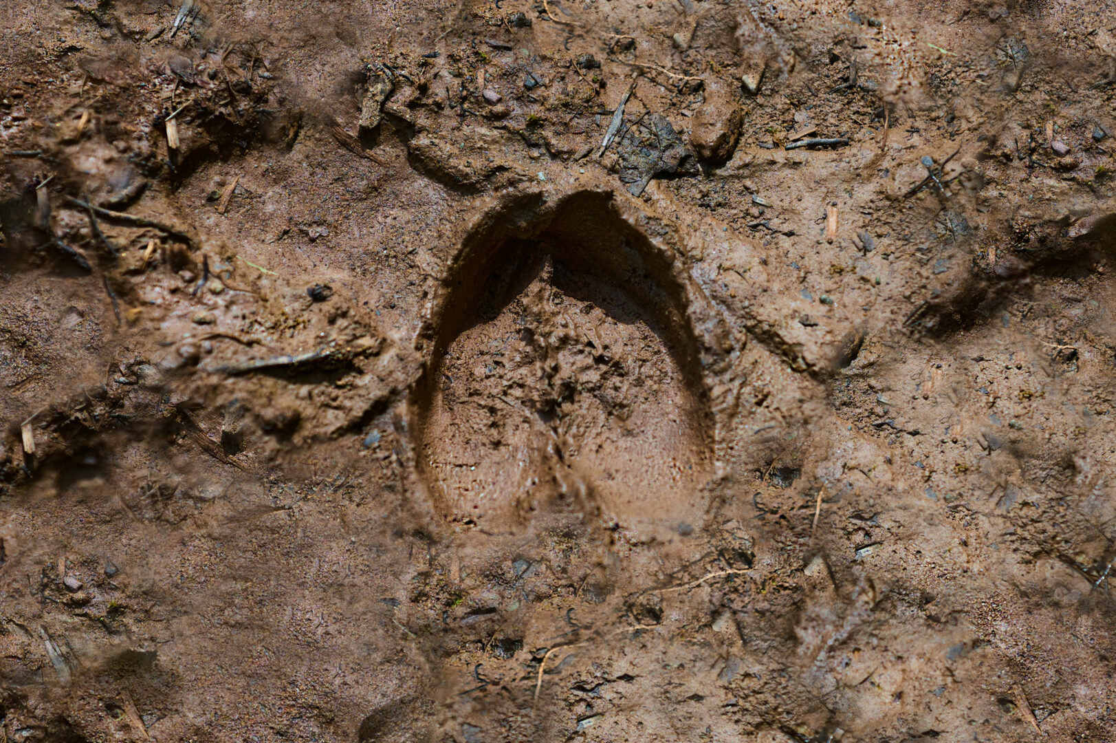 Met een 60% kleinere footprint is dubbeldoelvlees de beste optie